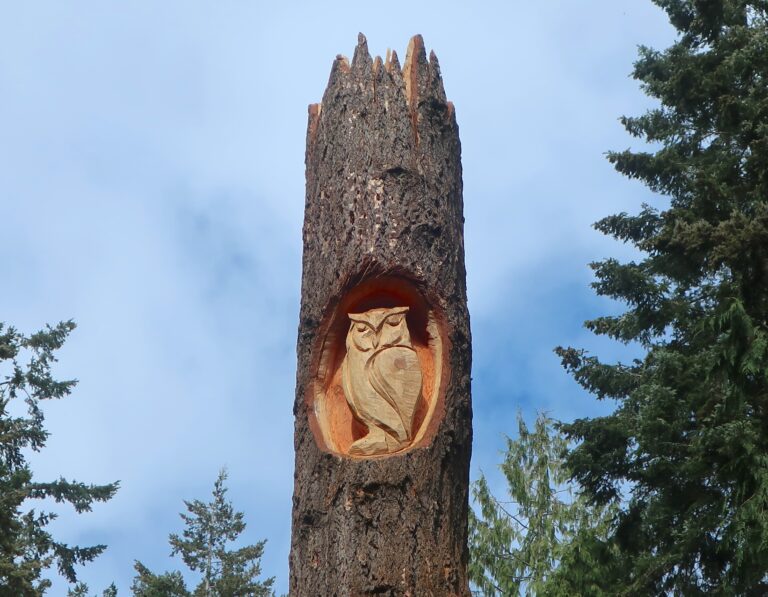 Carved Wildlife Snag at Cornwall Park - Featured Image