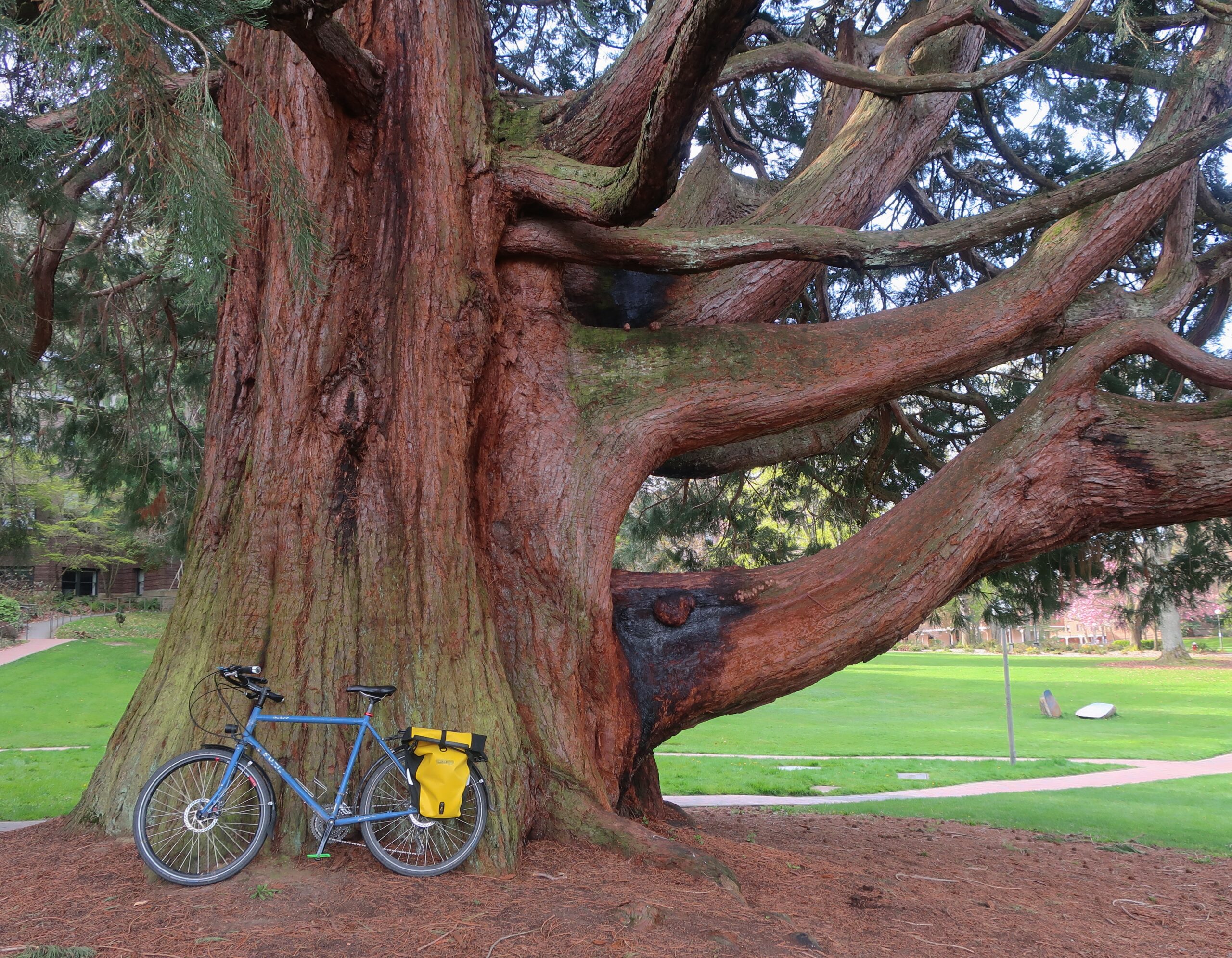 Giant Sequoia with Bike at Western Washington University