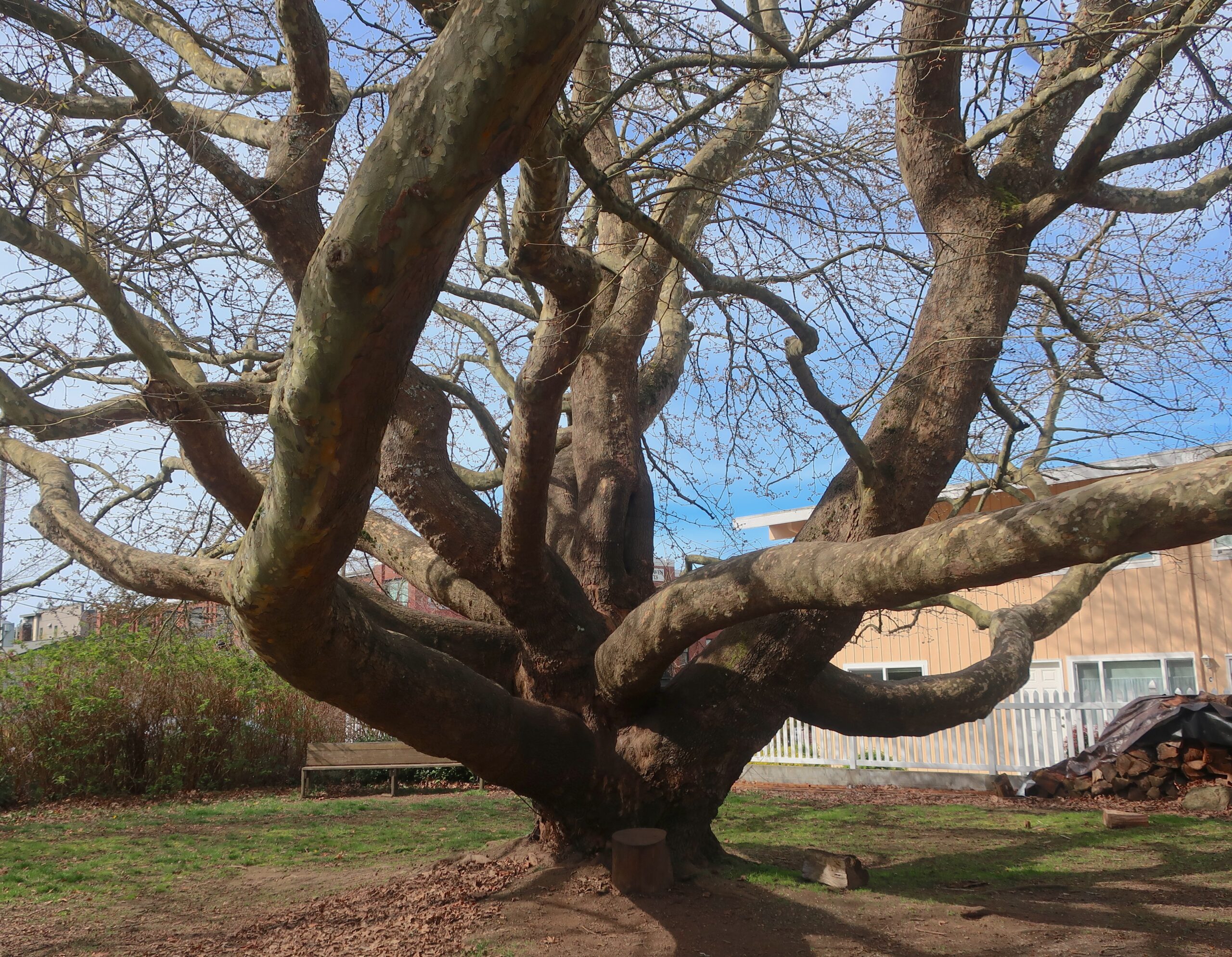 Oriental Plane Tree at FireHouse Cafe