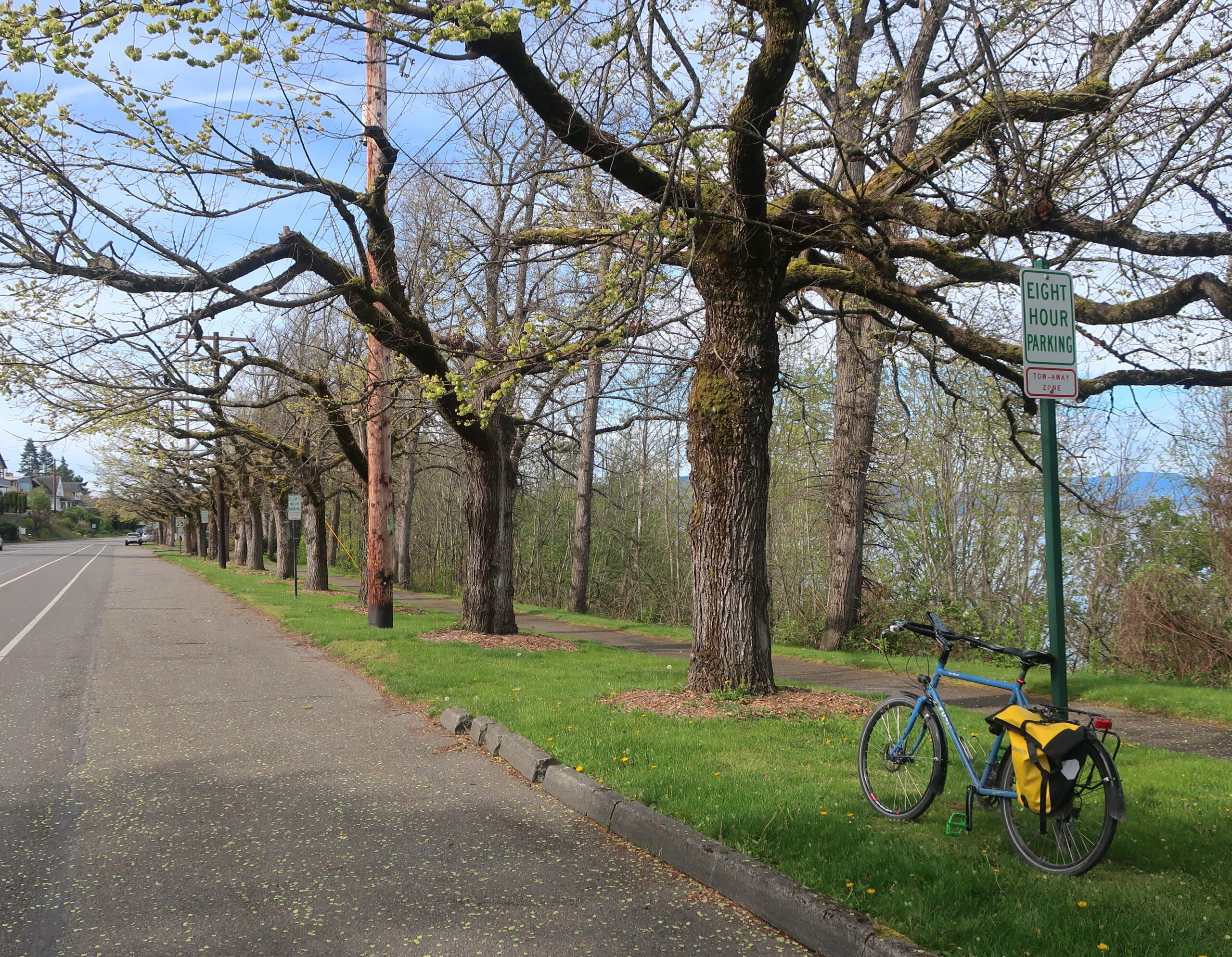 Smooth Leaf Elm Trees Along State Street