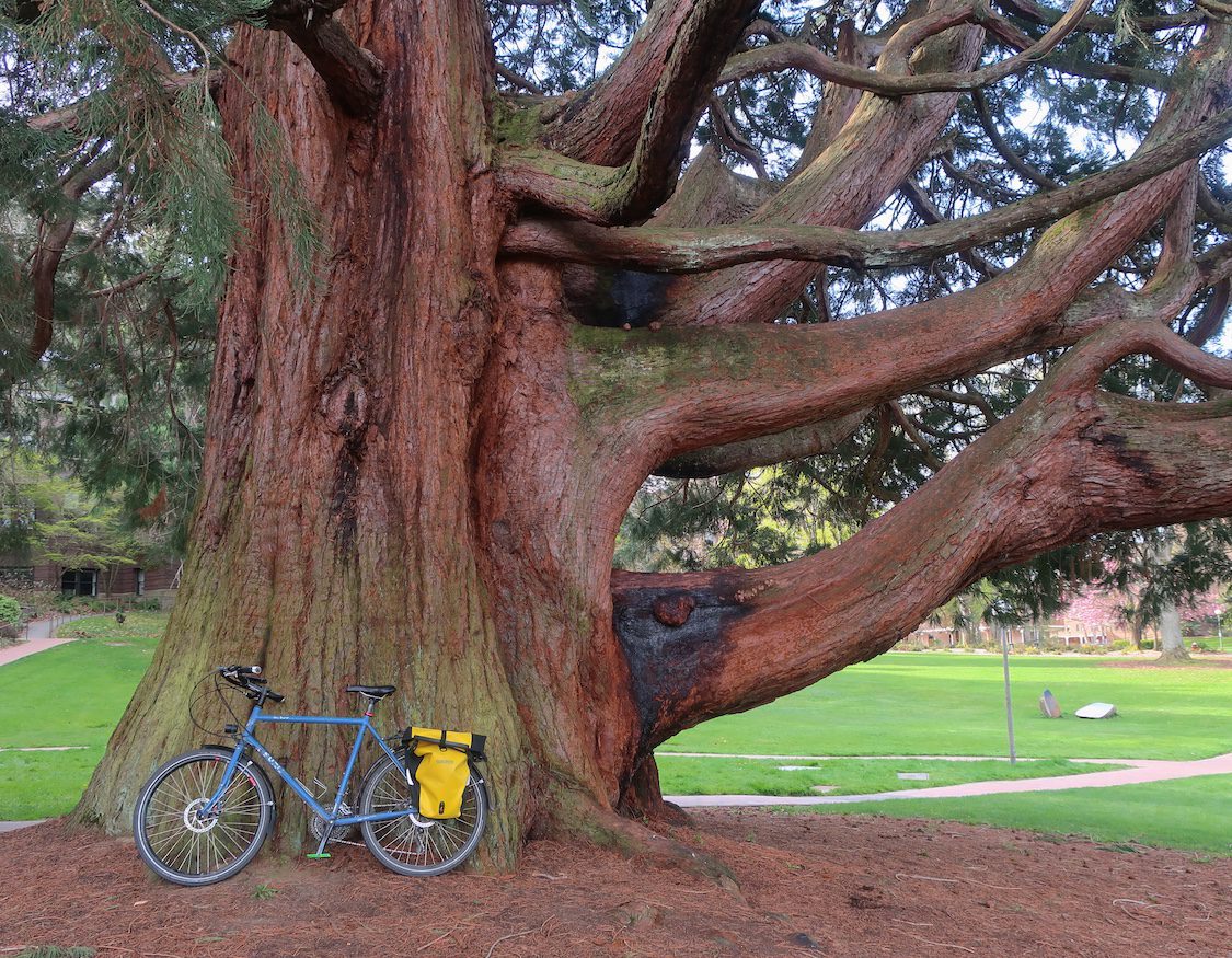 Giant Sequoia with Bike at Western Washington University